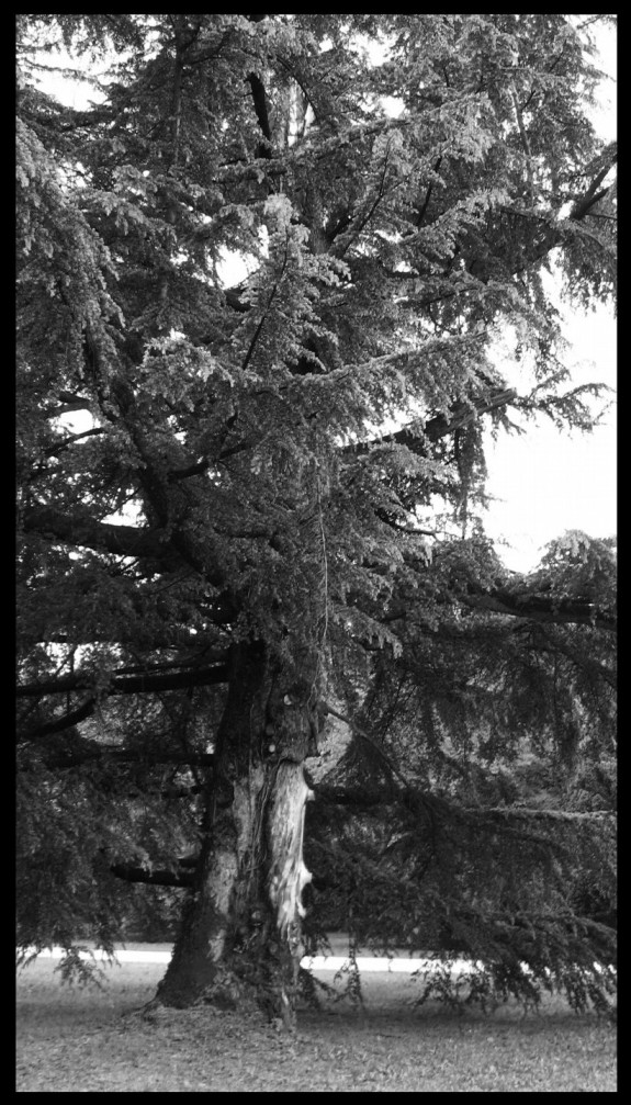 Alberi di villa Emo